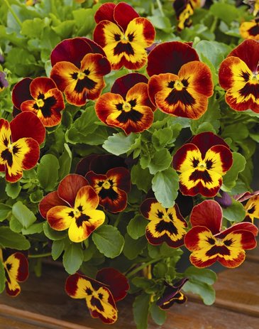 Виола Виттрока ампельная (Viola wittrockiana)