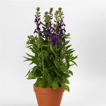 Лобелия прекрасная (Lobelia speciosa)