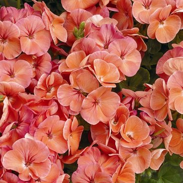 Герань (пеларгония садовая) (Pelargonium x hortorum)