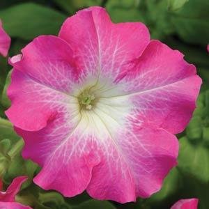 Петуния крупноцветковая (Petunia grandiflora)