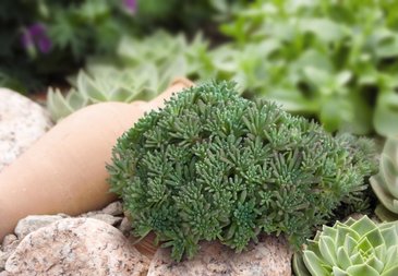 Седум краснеющий (Sedum rubens)