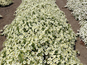 Петуния ампельная гибридная (Petunia x hybrida)