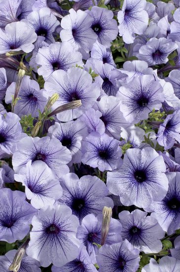Петуния многоцветковая (Petunia multiflora)