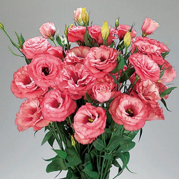 Лизиантус (Эустома) крупноцветковый (Lisianthus grandiflorum)