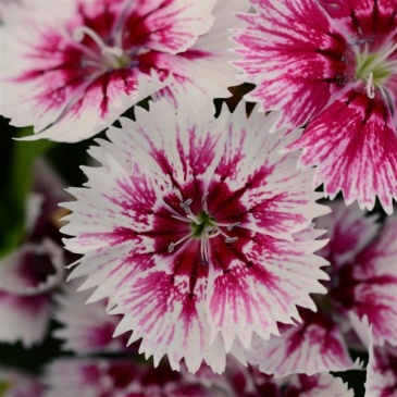 Гвоздика китайская х турецкая (Dianthus chinensis x barbatus)