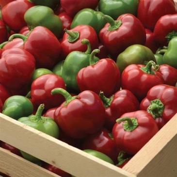 Перец летний (Capsicum annuum)