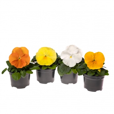 Виола Виттрока (Viola wittrockiana)