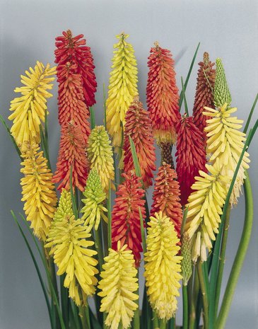 Книфофия ягодная (Kniphofia uvaria)