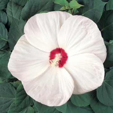 Гибискус мускусный (Hibiscus moscheutos)