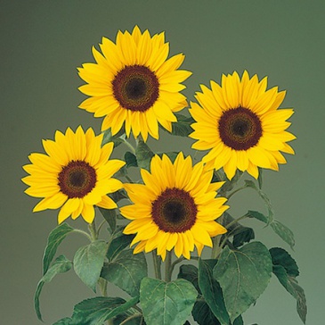 Подсолнечник летний (Helianthus annuus)