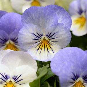 Виола рогатая (Viola cornuta)