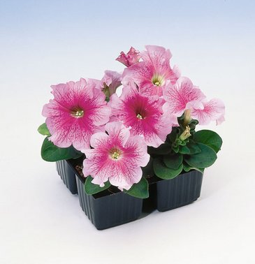 Петуния крупноцветковая (Petunia grandiflora)