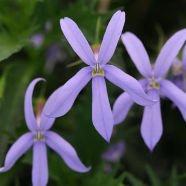 Изотома (Лаурентия) гибридная (Isotoma hybrida)