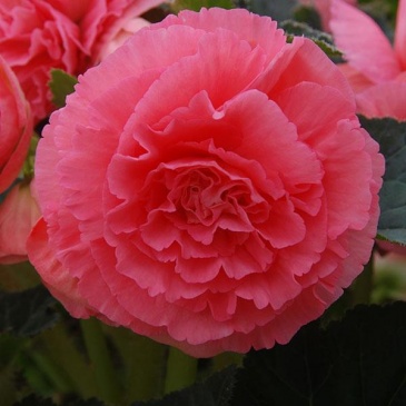 Бегония клубневая махровая (Begonia tuberhybrida)