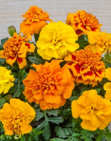 Бархатцы отклоненные (Tagetes patula)