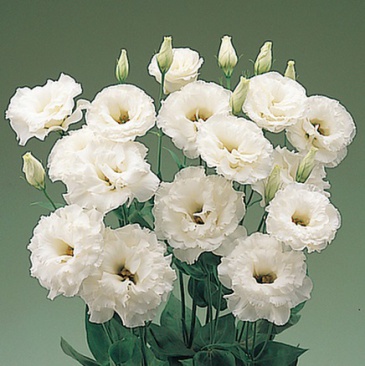 Лизиантус (Эустома) крупноцветковый (Lisianthus grandiflorum)