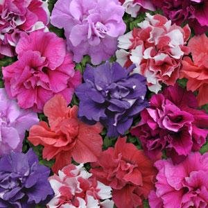 Петуния многоцветковая махровая (Petunia multiflora) Петуния многоцветковая махровая (Petunia multiflora)