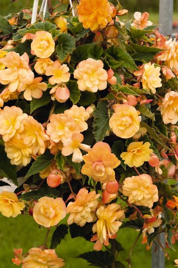 Бегония клубневая махровая ампельная (Begonia tuberhybrida)