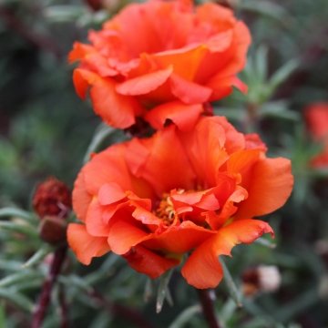 Портулак крупноцветковый (Portulaca grandiflora)