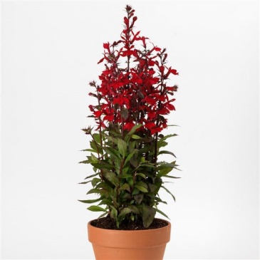 Лобелия прекрасная (Lobelia speciosa)