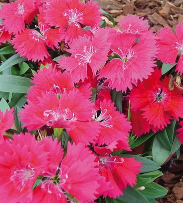 Гвоздика гибридная (Dianthus interspecific)