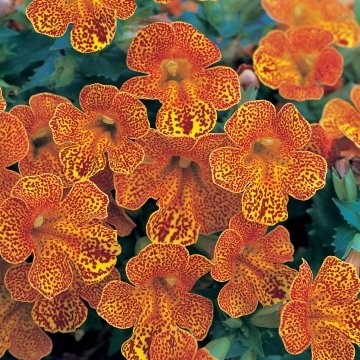 Губастик гибридный (Mimulus x hybrida)