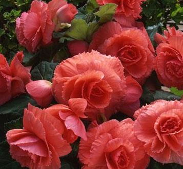 Бегония клубневая махровая (Begonia tuberhybrida)