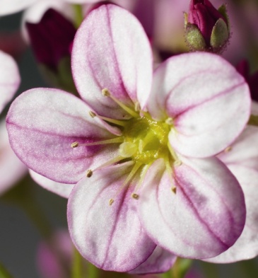Камнеломка Арендса (Saxifraga arendsii)