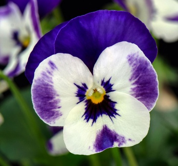 Виола рогатая (Viola cornuta)