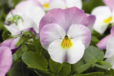 Виола рогатая (Viola cornuta)
