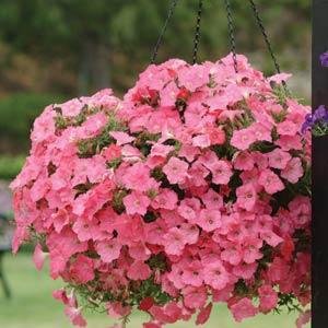 Петуния ампельная гибридная (Petunia х hybrida)