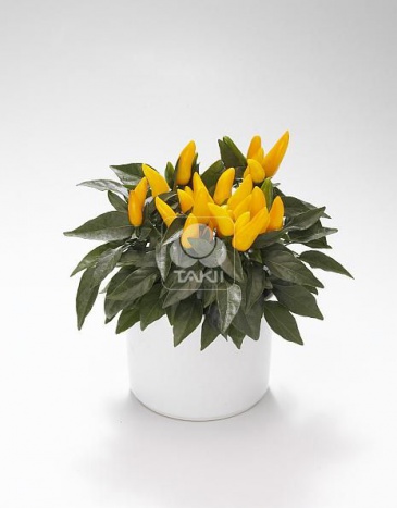 Перец летний (Capsicum annuum)