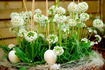 Примула мелкозубчатая (Primula denticulata)