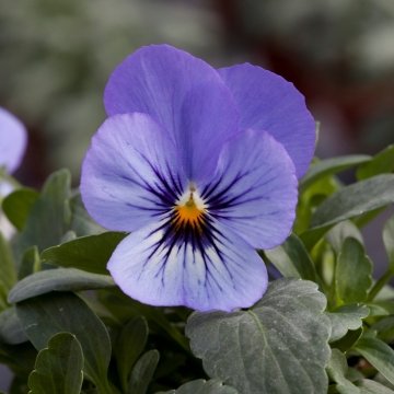 Виола рогатая (Viola cornuta)