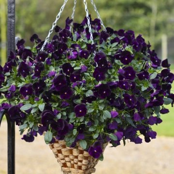 Виола виттрока ампельная (Viola x wittrockiana)