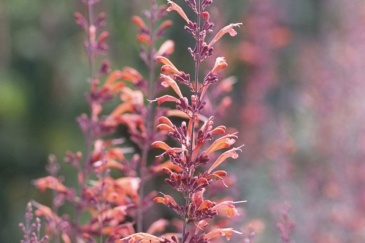 Многоколосник горный (Agastache rupestris)