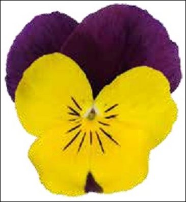 Виола гибридная (Viola wittrockiana x cornuta)
