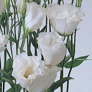 Лизиантус (Эустома) крупноцветковый (Lisianthus grandiflorum)