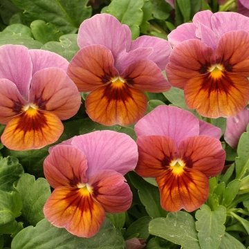 Виола рогатая (Viola cornuta)