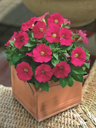 Петуния мелкоцветковая (Petunia milliflora)