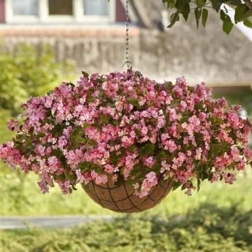 Бегония гибридная ампельная (зеленая листва) (Begonia hybrida)