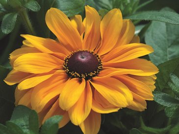 Рудбекия волосистая (Rudbeckia hirta)