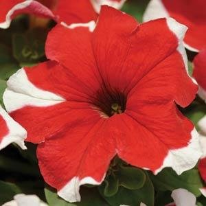 Петуния многоцветковая (Petunia multiflora)