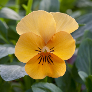 Виола рогатая (Viola cornuta)