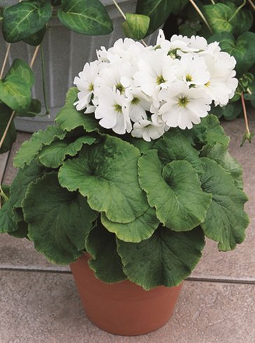 Примула обратноконическая (Primula obconica)