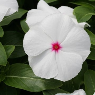 Катарантус розовый (Vinca rosea)