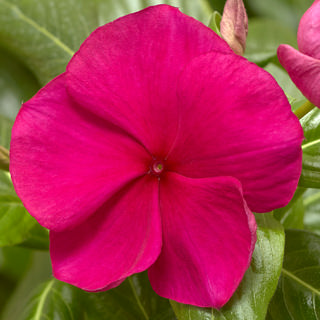 Катарантус розовый (Vinca rosea)