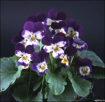 Виола рогатая (Viola cornuta)