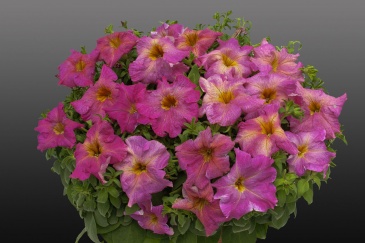 Петуния ампельная гибридная (Petunia x hybrida)