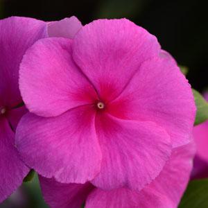 Катарантус розовый (Vinca rosea)